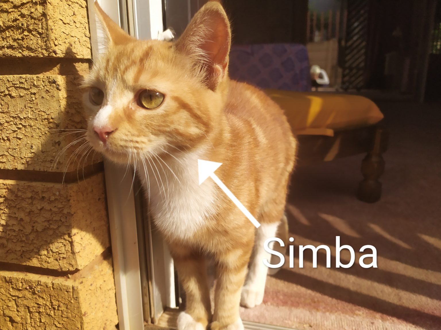 Simba